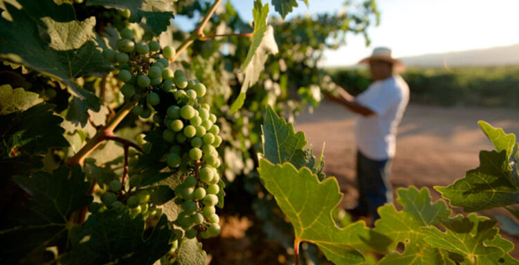 Baja California impulsa reformas de ley para blindar y potenciar industria del vino