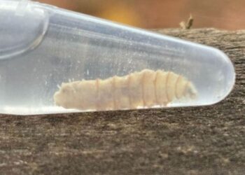 ¿Gusano barrenador en 21 estados del país?