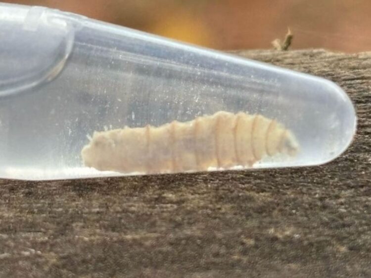 ¿Gusano barrenador en 21 estados del país?