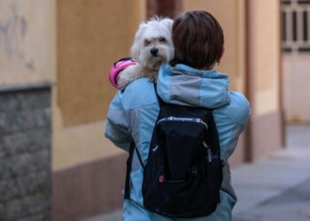 Analizan inclusión de los animales en la gestión de desastres