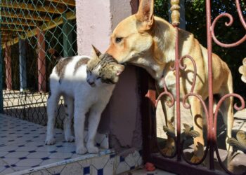Edomex hace obligatorio el registro de mascotas este 2026