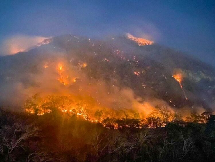 Incendios forestales arrasan bosques en Chiapas.
