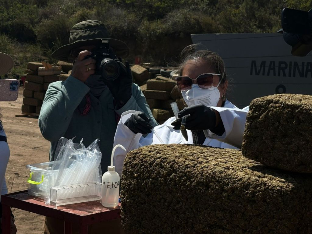 Marina y FGR destruyen 12 toneladas de marihuana en BC