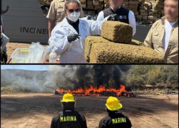 Marina y FGR destruyen 12 toneladas de marihuana en BC