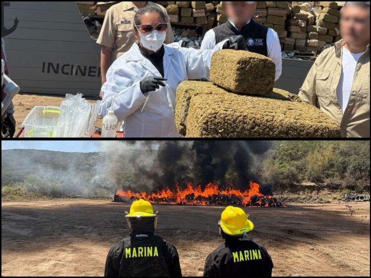 Marina y FGR destruyen 12 toneladas de marihuana en BC