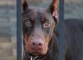 Detectan a un doberman con gusano barrenador en Topilejo