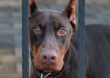 Detectan a un doberman con gusano barrenador en Topilejo