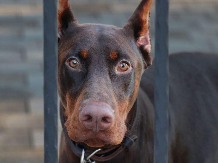 Detectan a un doberman con gusano barrenador en Topilejo