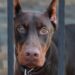Detectan a un doberman con gusano barrenador en Topilejo