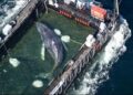 Biólogo mexicano lidera rescate de ballena “Timmy” en Alemania