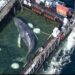 Biólogo mexicano lidera rescate de ballena “Timmy” en Alemania