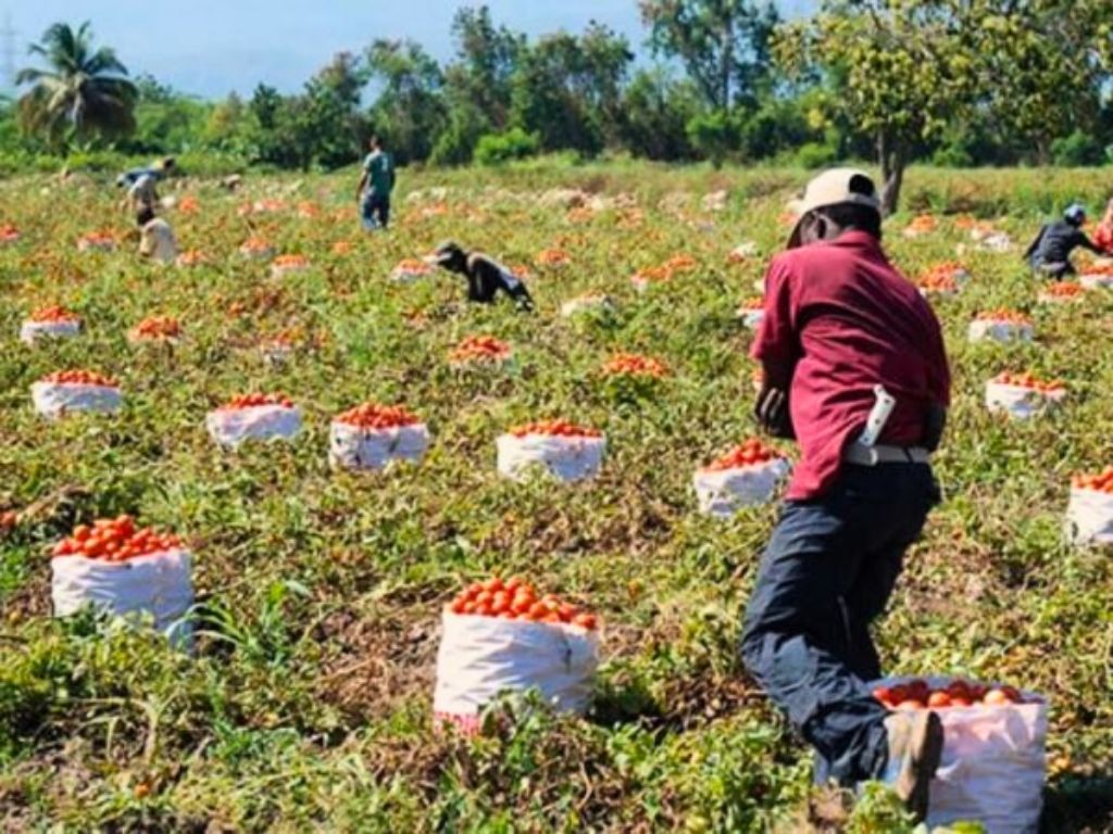 Breves de los Estados del 18 de mayo. Resurge el campo oaxaqueño.