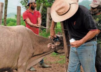 Se eleva a 3 mil 884 los casos de gusano barrenador en Oaxaca, 211 de ellos activos