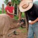 Se eleva a 3 mil 884 los casos de gusano barrenador en Oaxaca, 211 de ellos activos