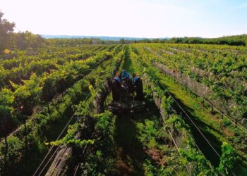 Vinorte 2026 reunirá vino, gastronomía y música en Chihuahua con más de 20 bodegas y actividades culturales. | AMEXI/FOTO: Cortesía