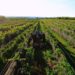 Vinorte 2026 reunirá vino, gastronomía y música en Chihuahua con más de 20 bodegas y actividades culturales. | AMEXI/FOTO: Cortesía