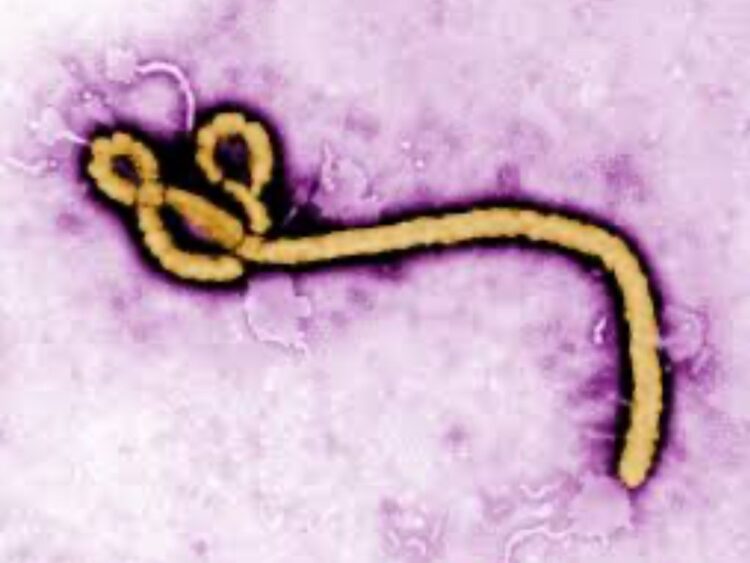 Virus del Ébola