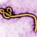 Virus del Ébola