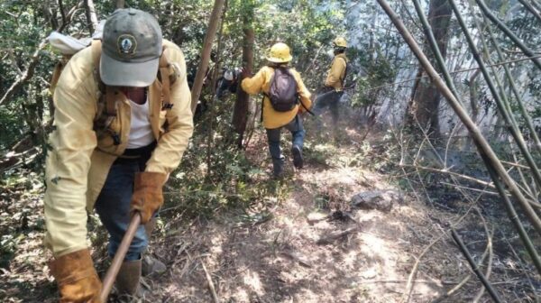 Estados acumulan 2 mil 459 incendios forestales
