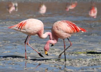Amplia difusión de los flamingos para su cuidado y preservación