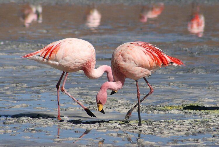 Amplia difusión de los flamingos para su cuidado y preservación