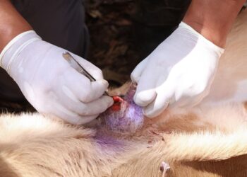 Gusano barrenador en Hidalgo: 543 casos en animales