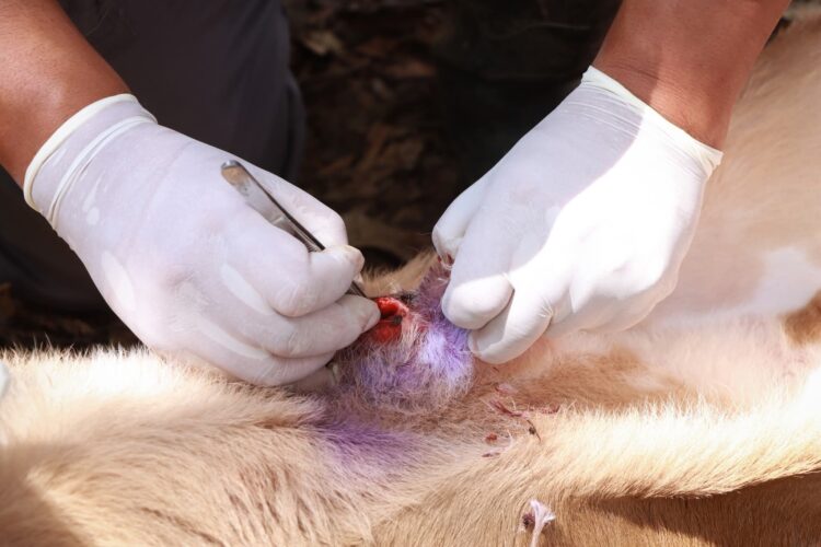 Gusano barrenador en Hidalgo: 543 casos en animales