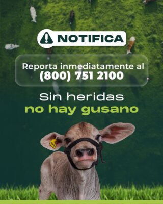 López Leyva reportó que el gobierno federal apoya una estrategia de sanidad integral de tipo pecuaria