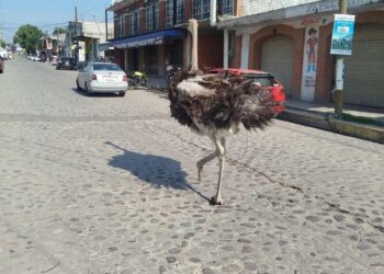Avestruz escapa en Tepotzotlán; dueño recupera animal que causó sorpresa en Tepotzotlán