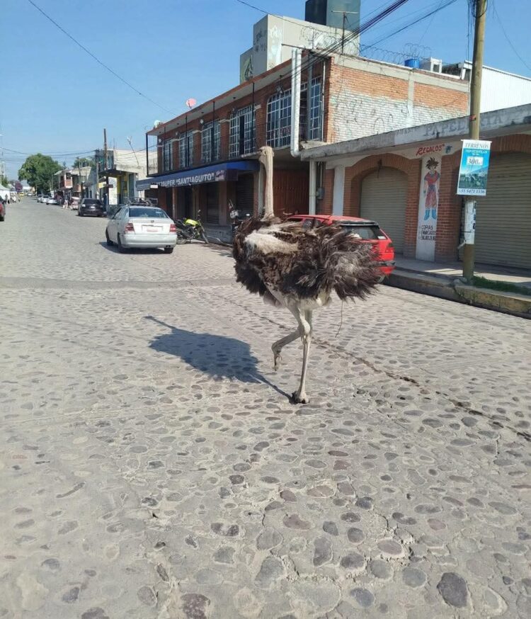 Avestruz escapa en Tepotzotlán; dueño recupera animal que causó sorpresa en Tepotzotlán
