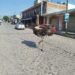 Avestruz escapa en Tepotzotlán; dueño recupera animal que causó sorpresa en Tepotzotlán