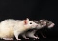 ¿Cuál es la situación actual del hantavirus?