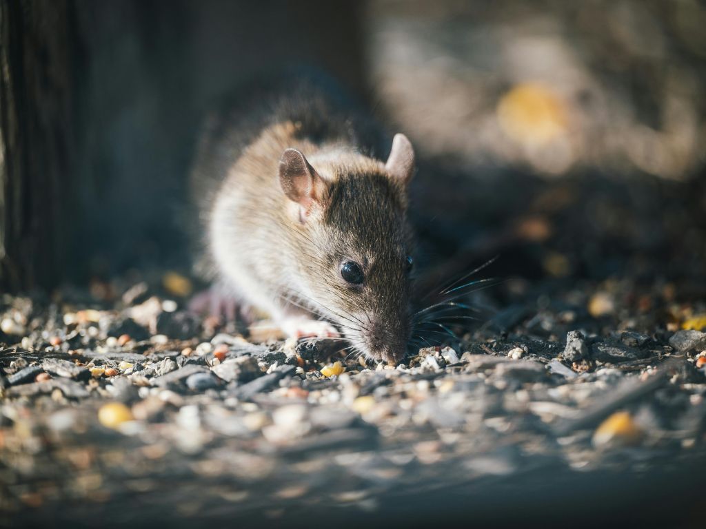 ¿Cuál es la situación actual del hantavirus?