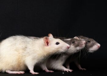 ¿Cuál es la situación actual del hantavirus?