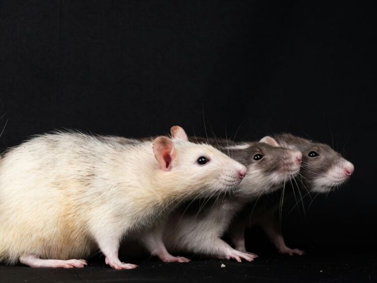 ¿Cuál es la situación actual del hantavirus?