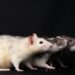 ¿Cuál es la situación actual del hantavirus?