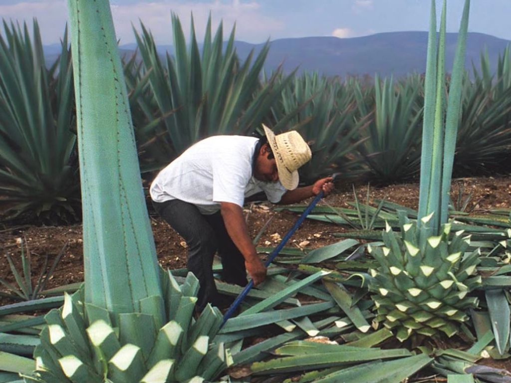 Anuncia gobierno de Oaxaca lucha legal en defensa del mezcal