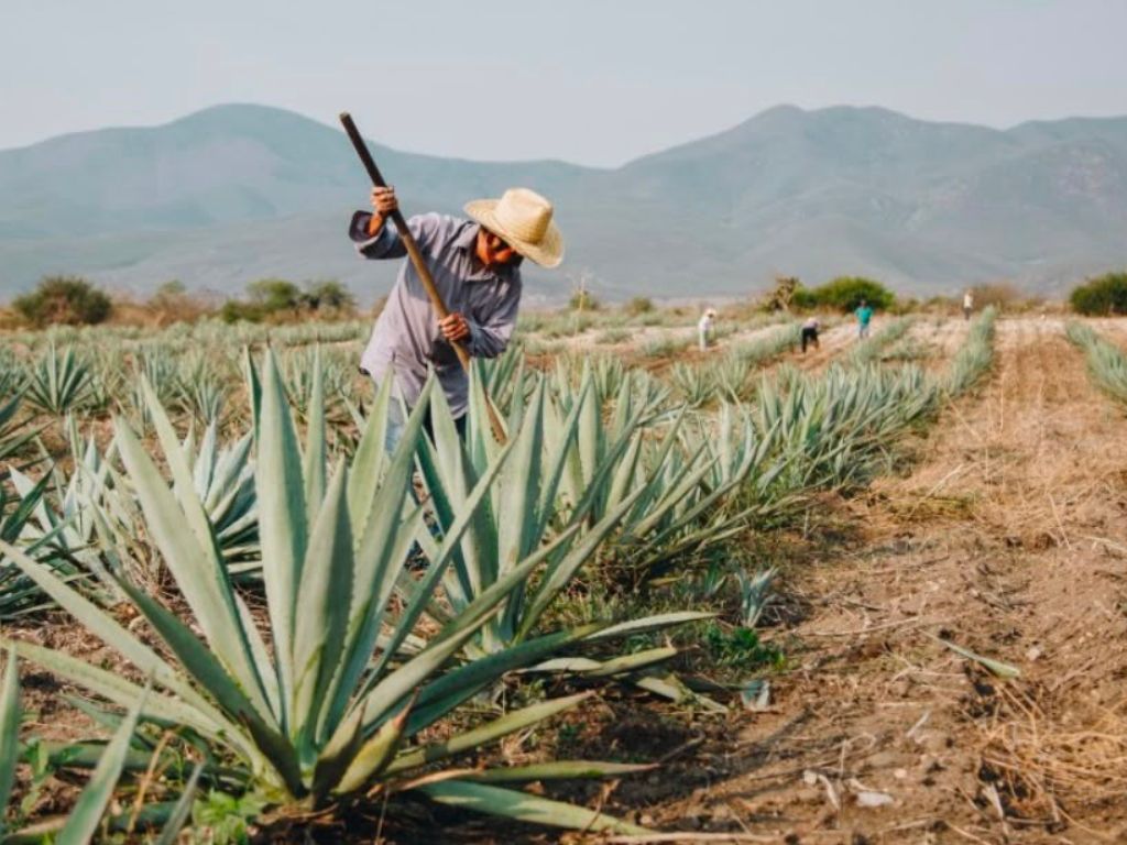 Anuncia gobierno de Oaxaca lucha legal en defensa del mezcal
