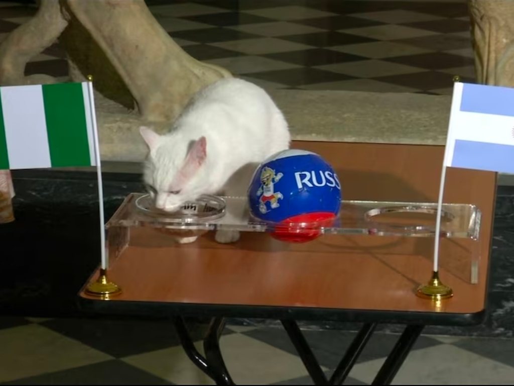 Aquiles, el gato sordo del Museo Hermitage, observa recipientes con las banderas de selecciones participantes antes de realizar una predicción deportiva.