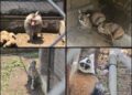 Aseguran autoridades fauna exótica en inmueble de Chalco
