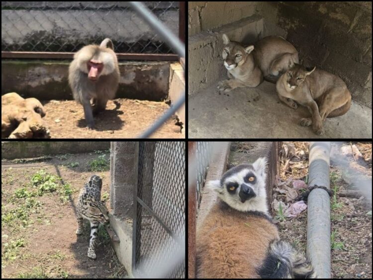 Aseguran autoridades fauna exótica en inmueble de Chalco