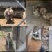 Aseguran autoridades fauna exótica en inmueble de Chalco