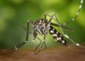 Bajan casos de dengue, asegura Secretaría de Salud