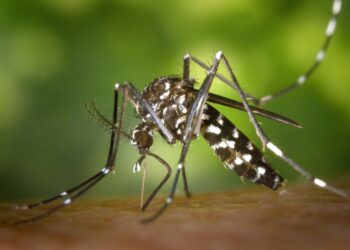 Bajan casos de dengue, asegura Secretaría de Salud