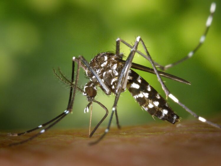 Bajan casos de dengue, asegura Secretaría de Salud