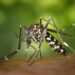 Bajan casos de dengue, asegura Secretaría de Salud
