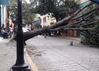 Una fuerte tormenta en Oaxaca deja nueve árboles caídos