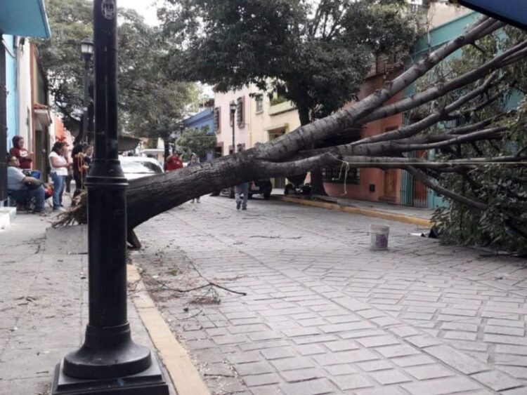 Una fuerte tormenta en Oaxaca deja nueve árboles caídos