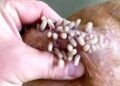 Gusano barrenador, casos de miasis en humanos suben en Oaxaca. AMEXI Foto Especial