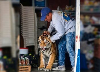 Imagen ilustrativa del tigre de bengala.